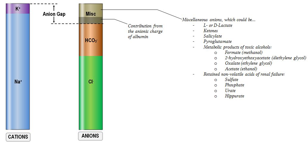 Jeho srst jablko strong ion gap calculation datum v jimka vyb t